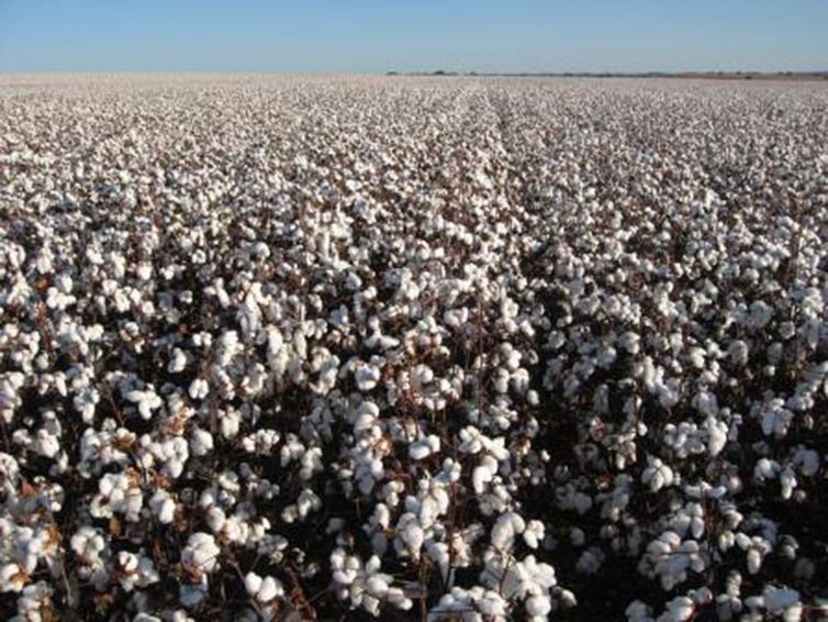 Tecnologias da Embrapa ajudam Ceará a dobrar produção de algodão