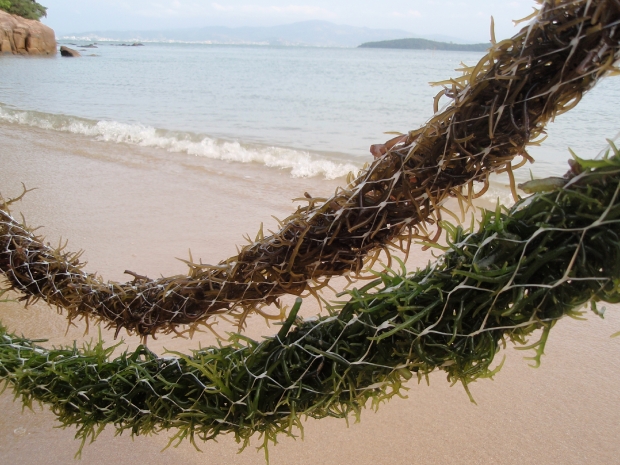 Epagri pesquisa a macroalga para torná-la alternativa de renda dos maricultores catarinenses