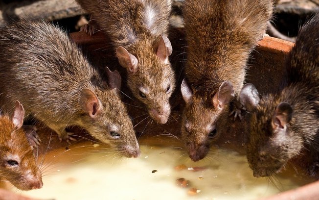 Pandemia leva canibalismo aos ratos  que entram em casas em busca de comida