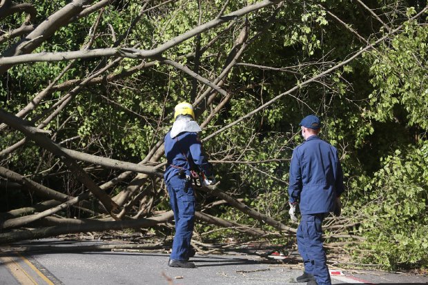 Madeira de árvores derrubadas pelo ciclone podem ser usadas no reparo dos danos