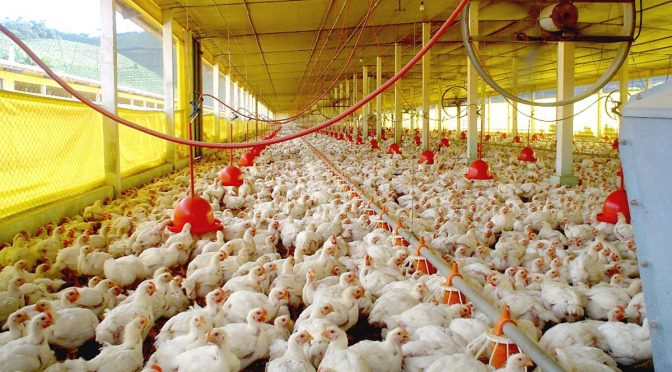 Exportações de carne de aves em MS disparam com rígido protocolo de biossegurança