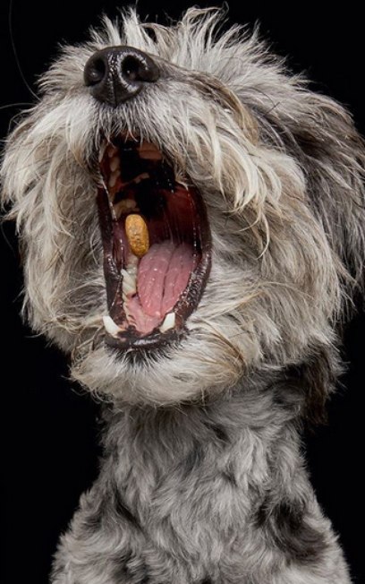 Fotógrafa capta expressões faciais hilárias de cães pegando petiscos