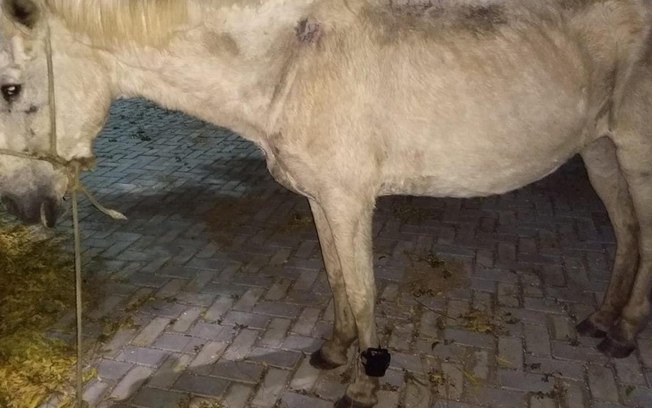 Cavalo com tornozeleira eletrônica é encontrado no Ceará