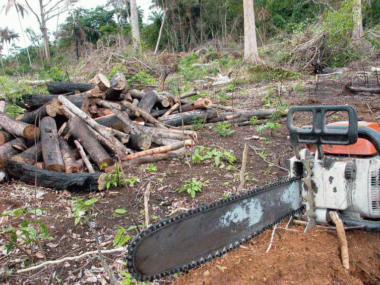 Aplicativo permite denúncias de crimes ambientais na Amazônia