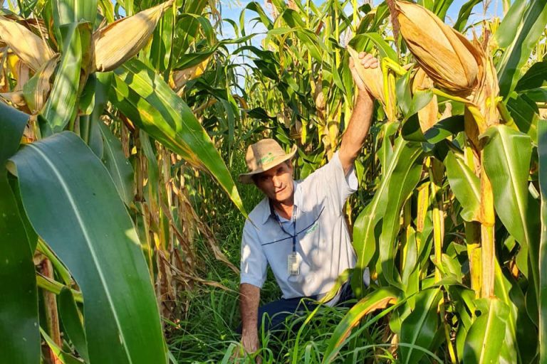 Consórcio com braquiária  mantém produtividade do milho