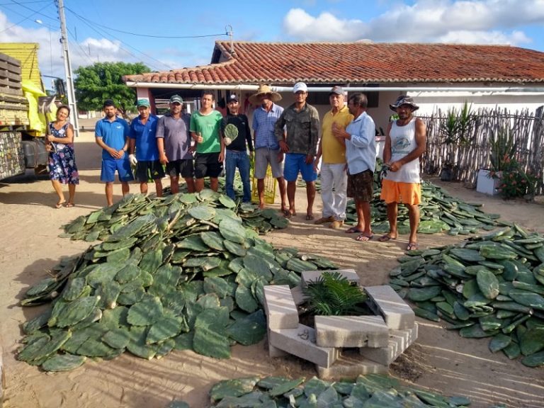 Estado beneficia 360 famílias com a distribuição de palma forrageira