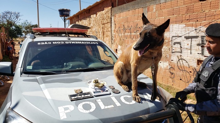 Maconha enterrada é localizada por cães da PMDF na Estrutural