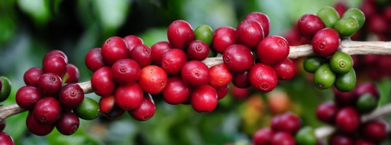 Governo anuncia Concurso de Qualidade de Café