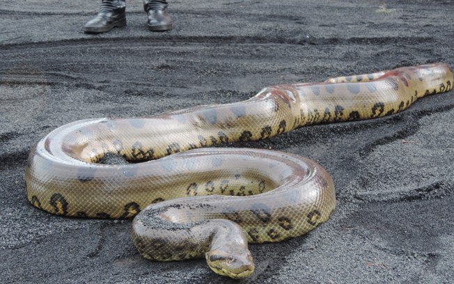 Homem usa cano para salvar cachorro de ataque de cobra de quatro metros; assista