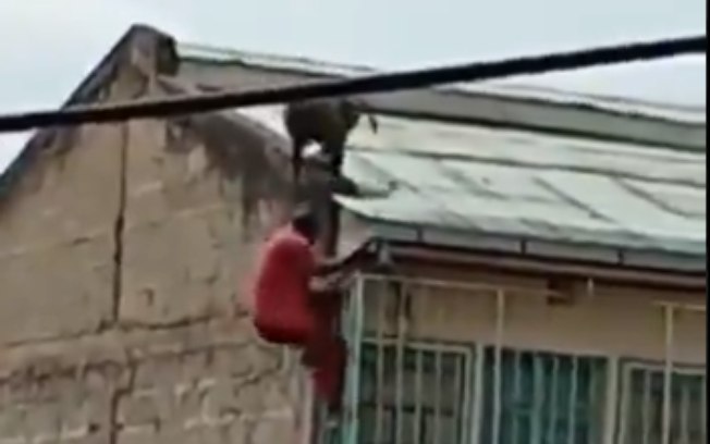 Babuíno derruba homem de telhado no Quênia; veja o vídeo
