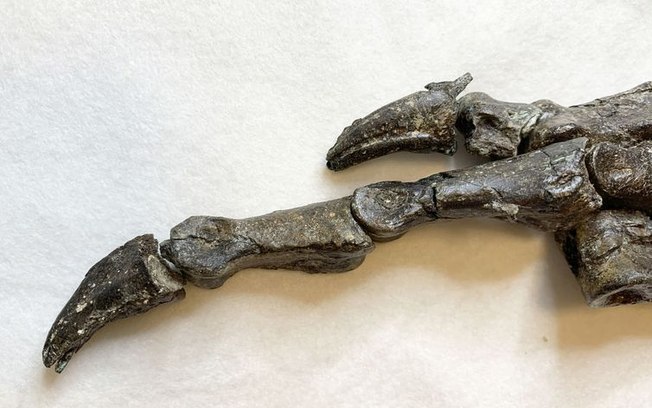 Descoberta: Cientistas encontram fóssil de Dinossauro no Ceará; veja