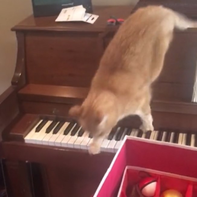 Vídeo de gato com medo de piano faz sucesso no TikTok