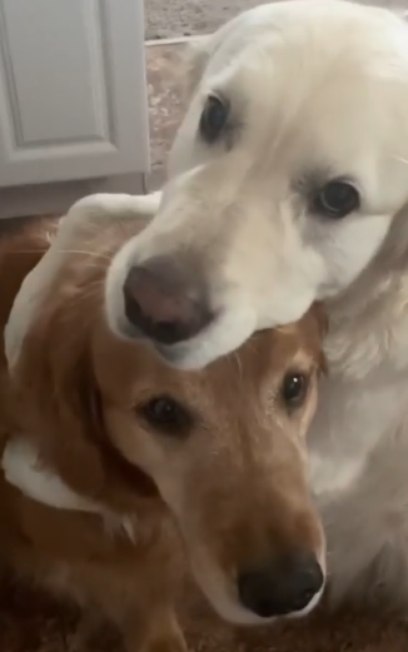 Cão abraça irmão em pedido de desculpas; vídeo é muito fofo