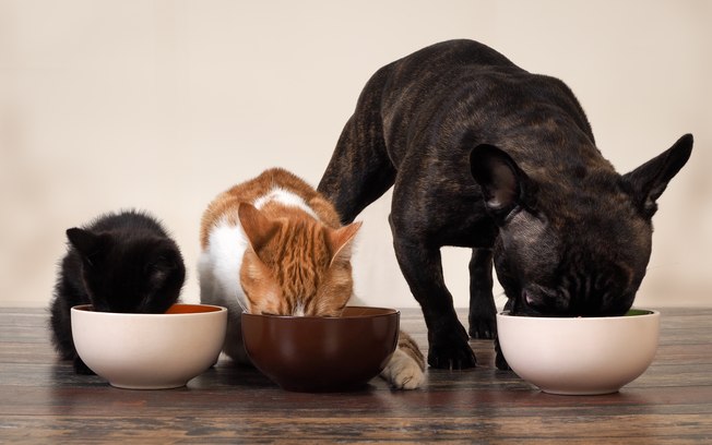 5 coisas que você deve saber sobre a alimentação do seu pet