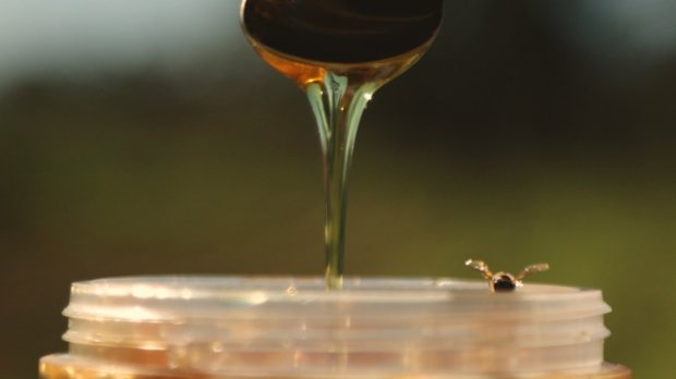 Produtor do melhor mel do mundo, Estado de Santa Catarina prevê safra acima da média em 2020