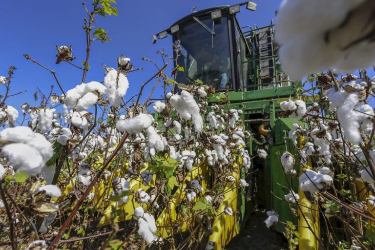 Ceará investe em tecnologia e manejo para voltar a ser um dos principais produtores de algodão no Brasil