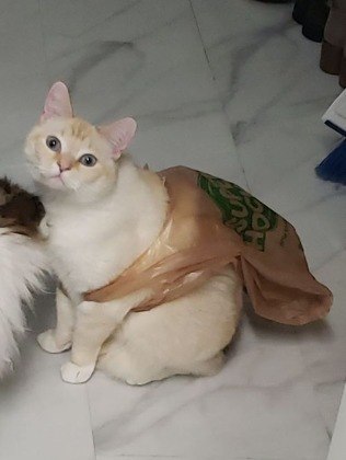Gato usa sacola como capa de super-herói e fica adorável