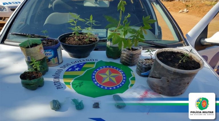 Traficante é preso cultivando e comercializando maconha, em Aparecida de Goiânia