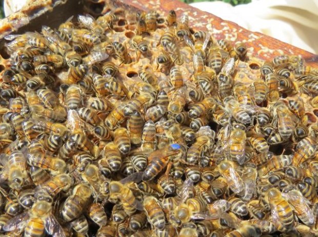 Tecnologia da Epagri para substituir abelhas rainhas pode aumentar produção de mel em até 200%