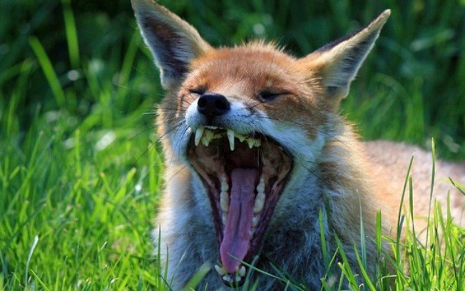 Mulher morre de raiva humana três meses depois de ser mordida por raposa