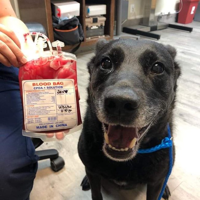 Cachorro “sorrindo” após doar sangue é a coisa mais fofa que você vai ver