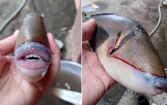 Pescador encontra peixe com boca e dentes e viraliza no Twitter