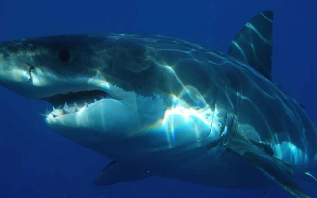 Após ser atacada no mar, cineasta grita: ‘Eu ainda amo tubarões’; assista