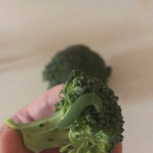 Homem “adota” lagartas que encontrou em brócolis