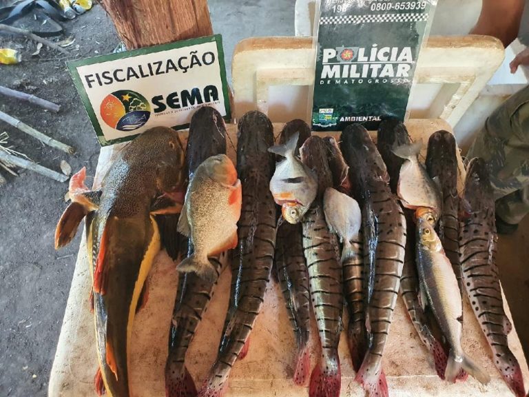 Operação em Luciara apreende pescado, armas e carne de animal silvestre