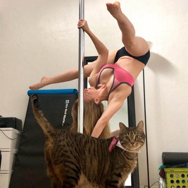 Incrível! Gato faz pole dance junto com dona