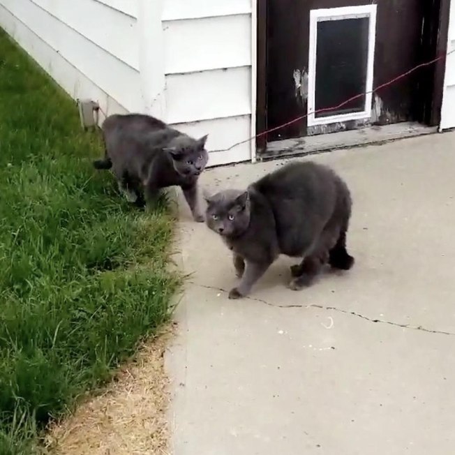 Gato encontra clone em quintal e surpreende tutora