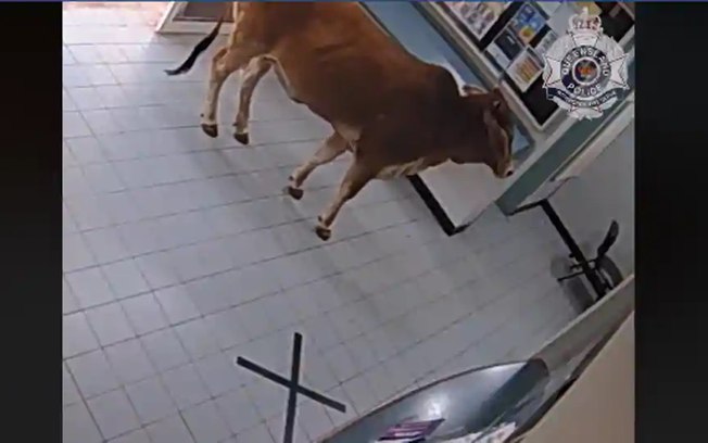 Vaca “invade” delegacia na Austrália; veja o vídeo