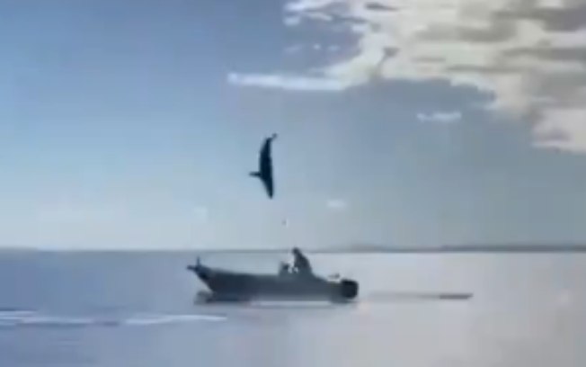 Tubarão pula para fora da água e quase cai dentro de barco; assista