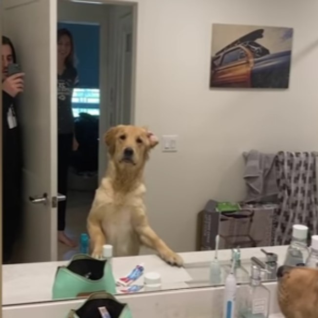 Cão se assusta com reflexo do dono no espelho durante esconde-esconde