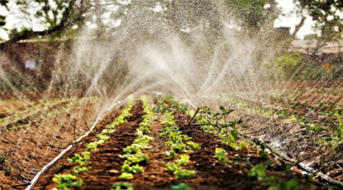 Manucã estimula economia local e facilita busca por alimentos da agricultura familiar