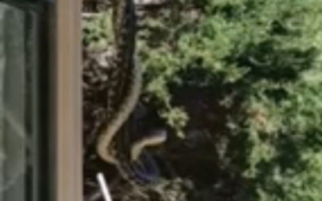 Homem filma duas cobras lutando no ar na Austrália; assista