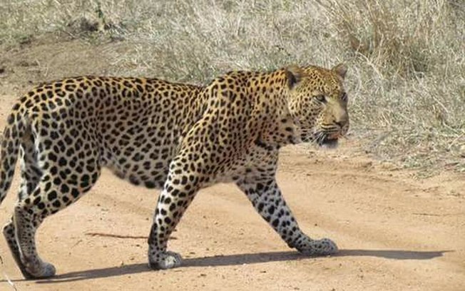 Leopardo invade casa e leva cachorro da família para ser devorado; assista