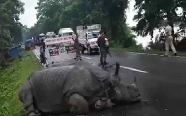 Rinoceronte dorme na estrada enquanto veículos passam; assista