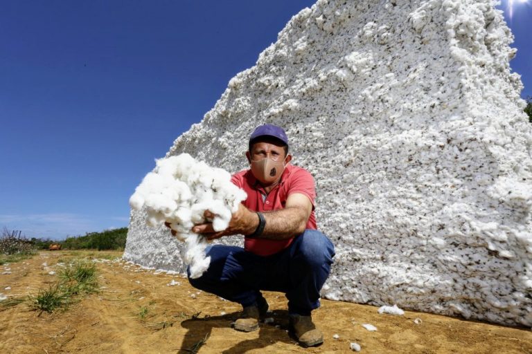 Adagri implanta medidas fitossanitárias para cultivo de algodão no Ceará