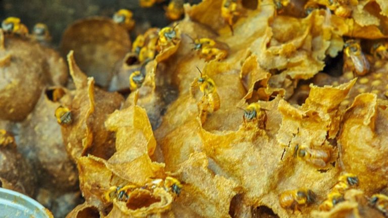Cultivo de abelhas nativas do Cerrado no Parque da Cidade