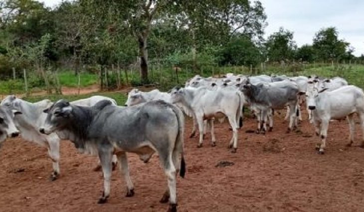 SAD realiza leilão de 38 bovinos da raça Nelore nesta sexta-feira