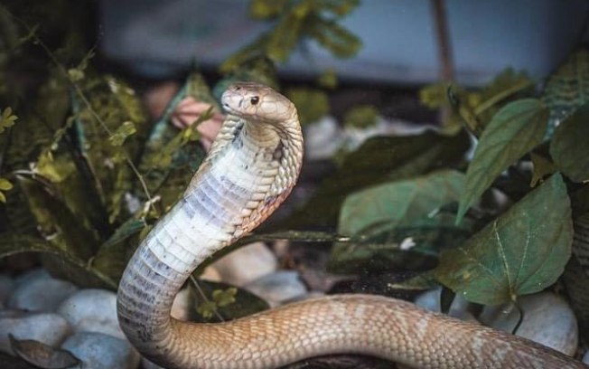 Amigo de estudante picado por naja é preso por ocultar cobras
