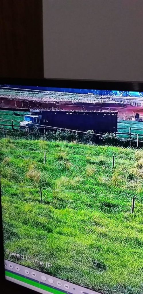 Polícia Civil prende quatro suspeitos de roubo de gado e latrocínio tentado em Goiás e Minas Gerais