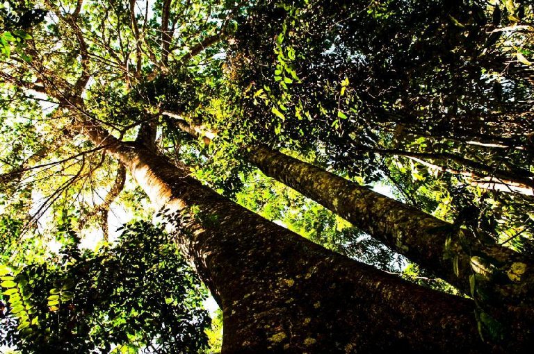 Técnicos da Empaer participam de capacitação online sobre regularização ambiental