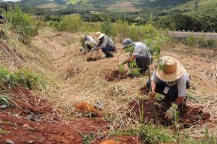 Paraná é premiado por projeto de recuperação de áreas degradadas
