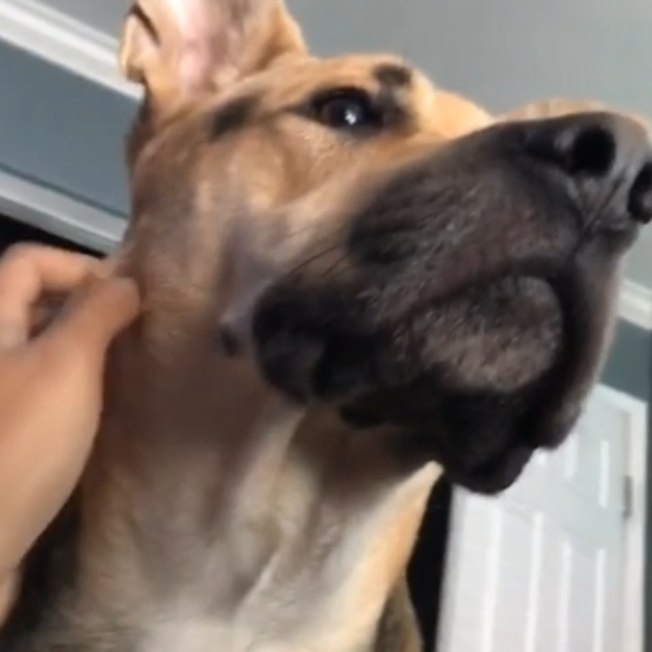 Cão se assusta com possível “fantasma” batendo a porta; veja vídeo