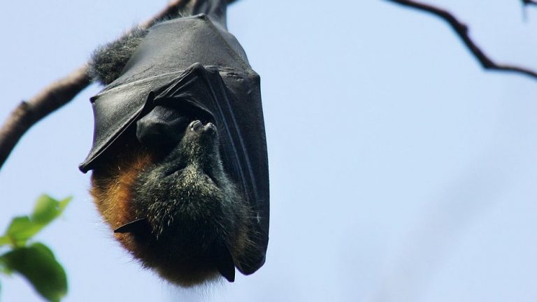 Cura para covid-19: os cientistas que buscam respostas no genoma de morcegos