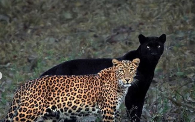 Casal de leopardo e pantera é visto na Índia; veja foto rara