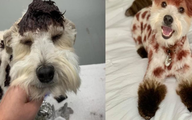 Mulher transforma cãozinho em girafa utilizando tinta