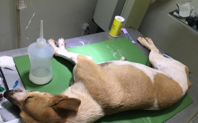 Cachorros são esfaqueados e envenenados em Belo Horizonte